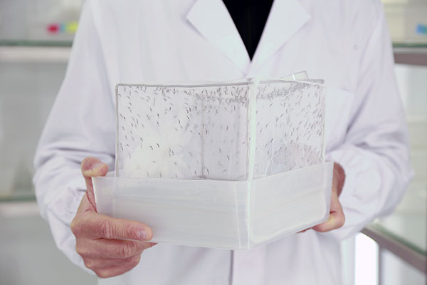 Photo - « Le moustique : de la piqûre à la recherche »